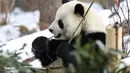 Seekor panda raksasa menyantap bambu di Rumah Panda Xining yang diselimuti salju di Xining, ibu kota Provinsi Qinghai, China barat laut, pada 21 November 2020. (Xinhua/Wu Gang)