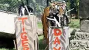 Harimau sumatera (panthera tigris sumatrae) berusia lima tahun bernama Sean mengendus kotak berisi daging dalam program pengayaan memperingati hari harimau internasional di dalam kandangnya di Bali Zoo, Gianyar, Sabtu (28/7). (AP/Firdia Lisnawati)