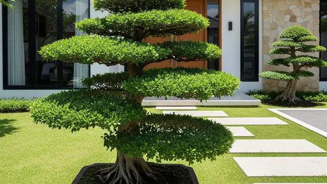Tanaman Bonsai Depan Rumah