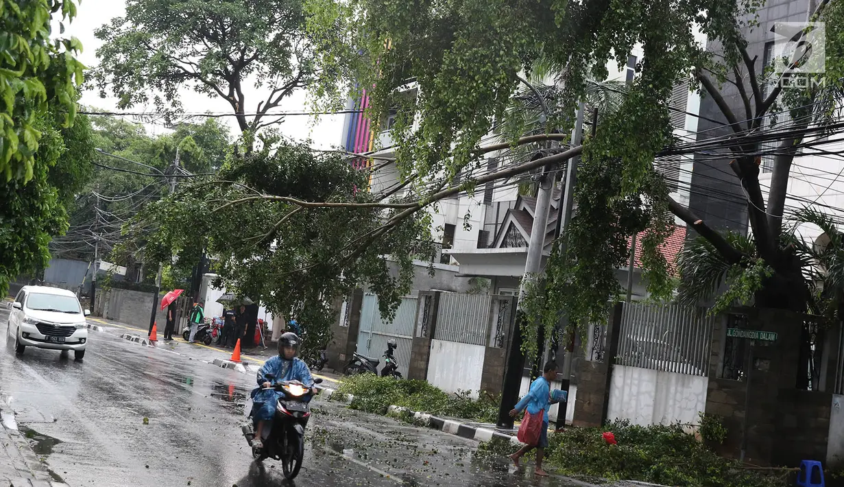 Pengendara menghindari pohon tumbang yang menutupi sebagian jalan di kawasan Cikini, Jakarta, Kamis (22/11). Hujan deras disertai angin kencang  melanda Ibukota pada Kamis (22/11) sore. (Liputan6.com/Immanuel Antonius)