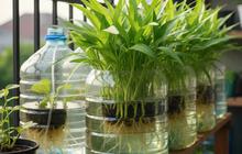 Cara Menanam Kangkung di Galon Bekas, Sat Set Panen di Lahan Terbatas