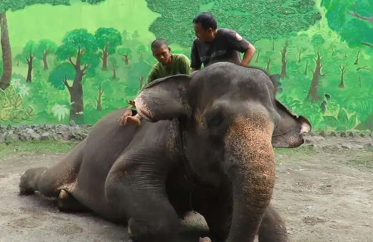 Perawatan gajah di KBS (Liputan6.com / Dian Kurniawan) 