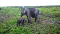 Gajah Sumatera betina sedang bermain dengan anaknya yang berusia sekitar 1,5 Tahun (Liputan6.com/Nefri Inge)