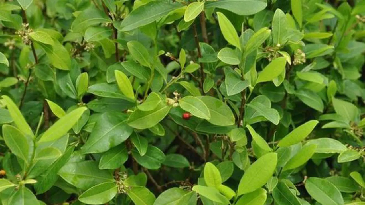 Daun koka