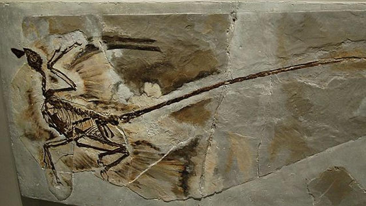 1. Peneliti Sementara Menganggap Microraptor Sebagai Pemburu Udara<br>