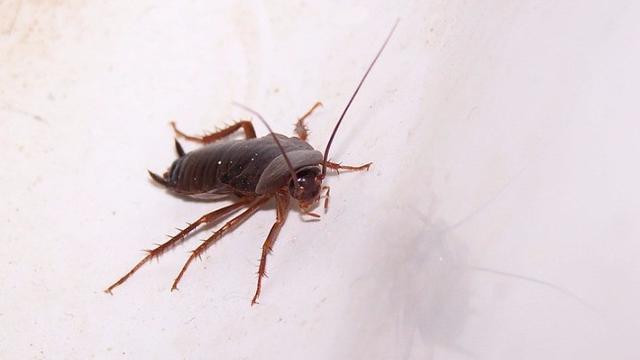 Ngeri, Ada Kecoak Bersarang di Lubang Hidung Wanita 43 Tahun