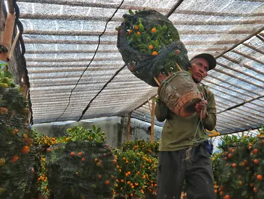 Pekerja mengangkat pohon jeruk imlek yang dijual di Meruya, Jakarta Barat, Kamis (12/1/2023). Permintaan jeruk kimkit meningkat jelang perayaan imlek karena dipercaya membawa keberuntungan. (Liputan6.com/Angga Yuniar)
