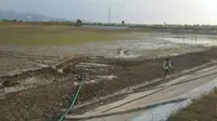 Sumber Air Menyusut, Petani Cirebon Terancam Gagal Panen