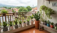 8 Tanaman yang Cocok Ditanam di Pot Tanpa Lubang, Solusi untuk Balkon Minimalis
