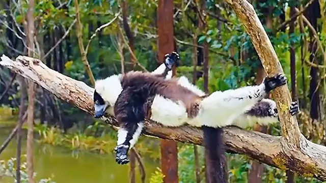 [VIDEO] Mengikuti Hewan Lucu Afrika di Island of Lemurs: Madagascar