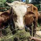 Hewan kurban yang dijual sedang memakan rumput di Cipulir, Jakarta, Selasa (28/6/2022). Menjelang Hari Raya Idul Adha, penjualan hewan kurban seperti sapi, kerbau, dan kambing kembali bergeliat meski sedang mewabah virus penyakit mulut dan kuku (PMK). (Liputan6.com/Johan Tallo)