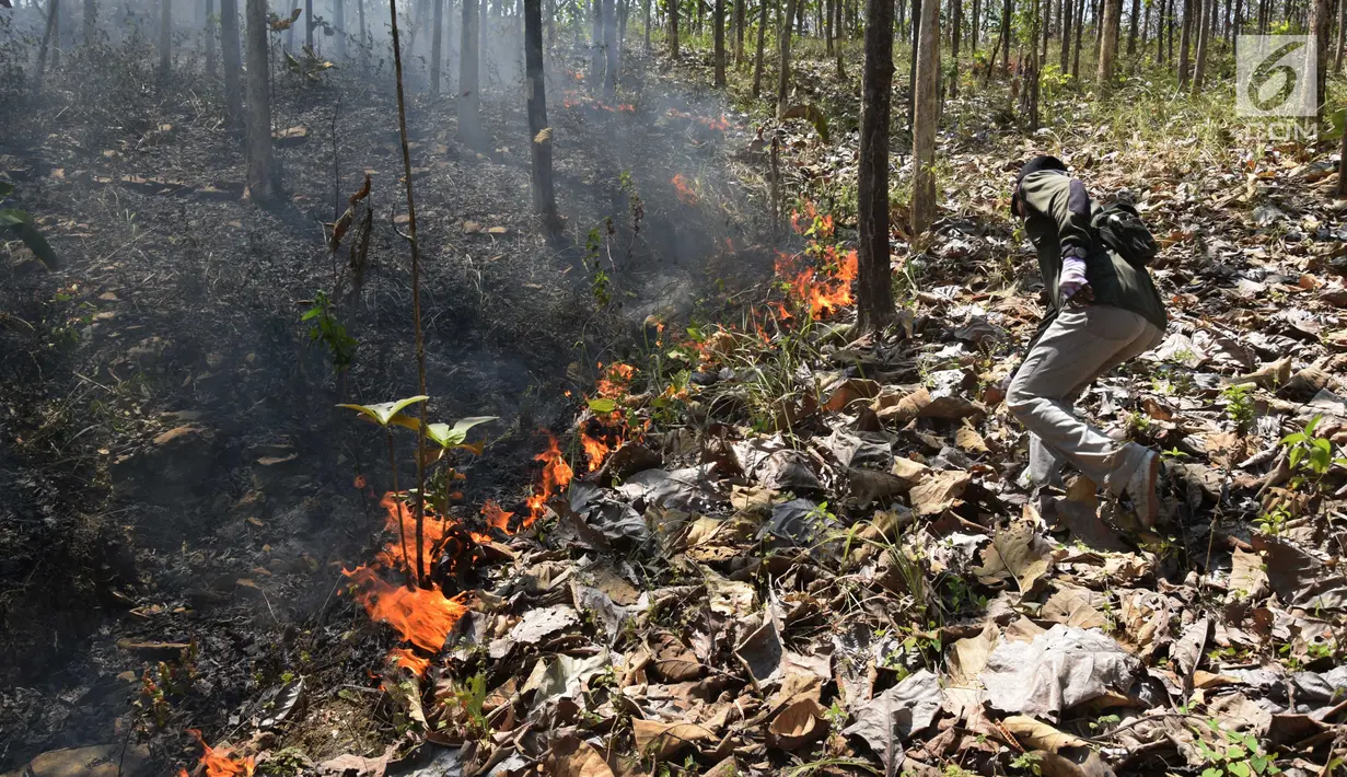 Petugas Dinas Kehutanan berusaha memadamkam api yang membakar hutan jati di Kecamatan Juwangi Boyolali, Jawa Tengah, Senin (6/8). Kebakaran mengancam matinya pohon jati yang masih berusia muda. (Liputan6.com/Gholib)
