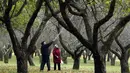 Penduduk setempat memetik buah apel dengan menggunakan alat seadanya di kebun apel di taman kota di Minsk, Belarusia (11/10/2019). Beberapa orang datang ke taman setiap hari untuk mengumpulkan apel secara gratis, dan ini sangat populer dengan orang-orang pensiunan. (AP Photo/Grits Sergei)
