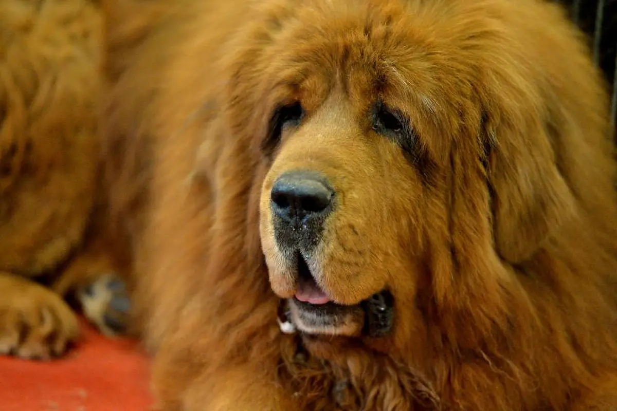 10 Fakta tentang Anjing Tibetan Mastiff