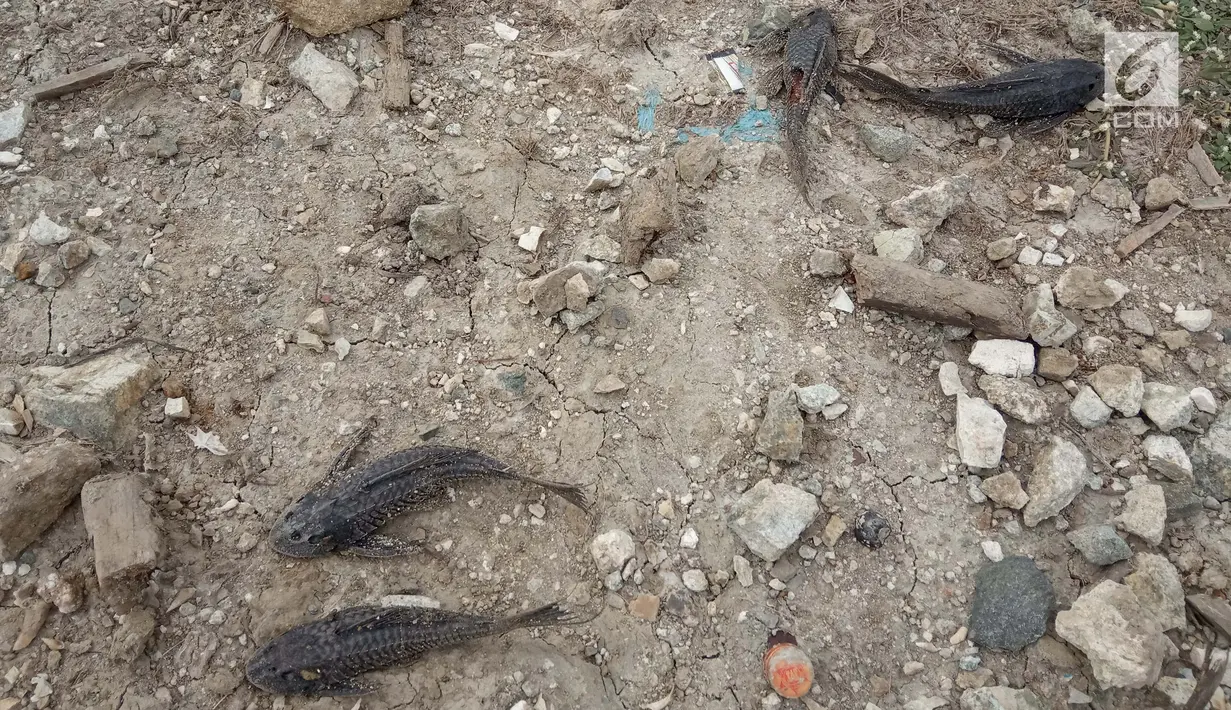 Sejumlah ikan mati di pinggir danau Limboto yang mengalami pendangkalan yang begitu luar biasa di Gorontalo, Kamis (20/12). Ribuan ekor ikan mati dan hal ini pun sangat berdampak pada pendapatan Nelayan Danau Limboto. (Liputan6.com/Arfandi Ibrahim)