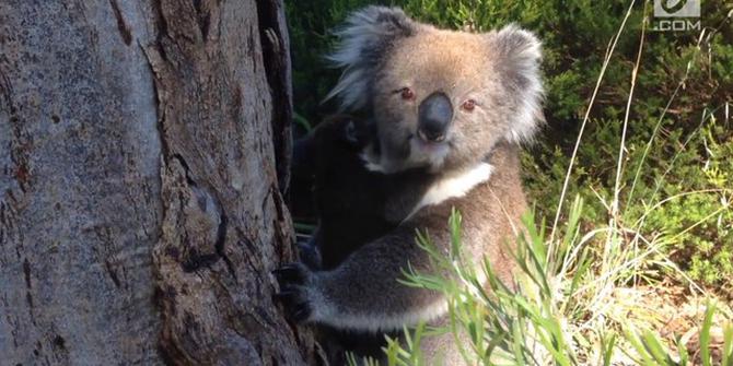 VIDEO: Mengharukan, Pertemuan Bayi dan Induk Koala yang Terpisah