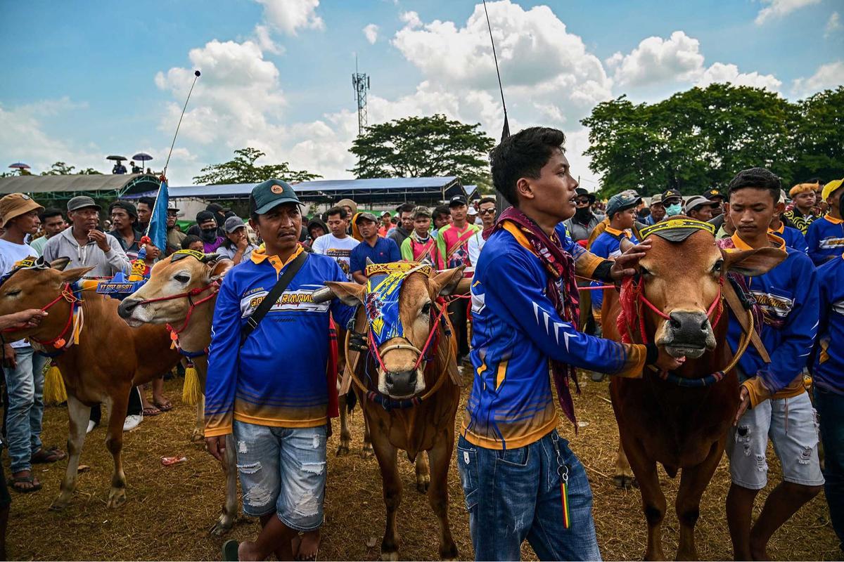 FOTO: Adu Cepat Karapan Sapi di Bangkalan Madura