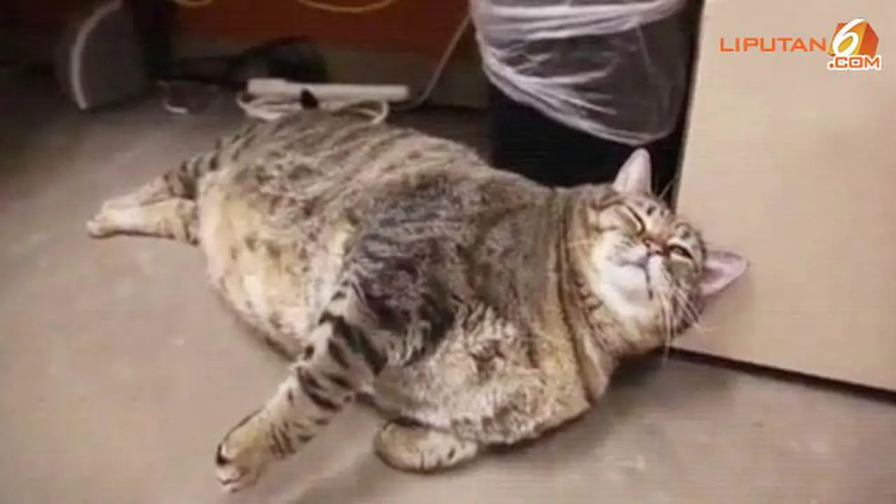kucing-140201c.jpg