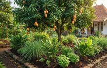 7 Kombinasi Pohon Buah dan Tanaman Rempah untuk Kebun Rumah yang Teduh, Bikin Betah
