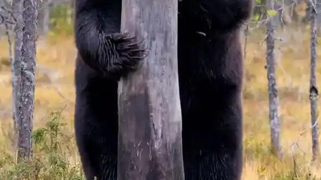 &nbsp;Shy Bear by Esa Ringbom, 2020