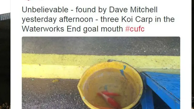 Tiga ekor ikan Koi ditemukan di lapangan Brunton Park, markas Carlisle United