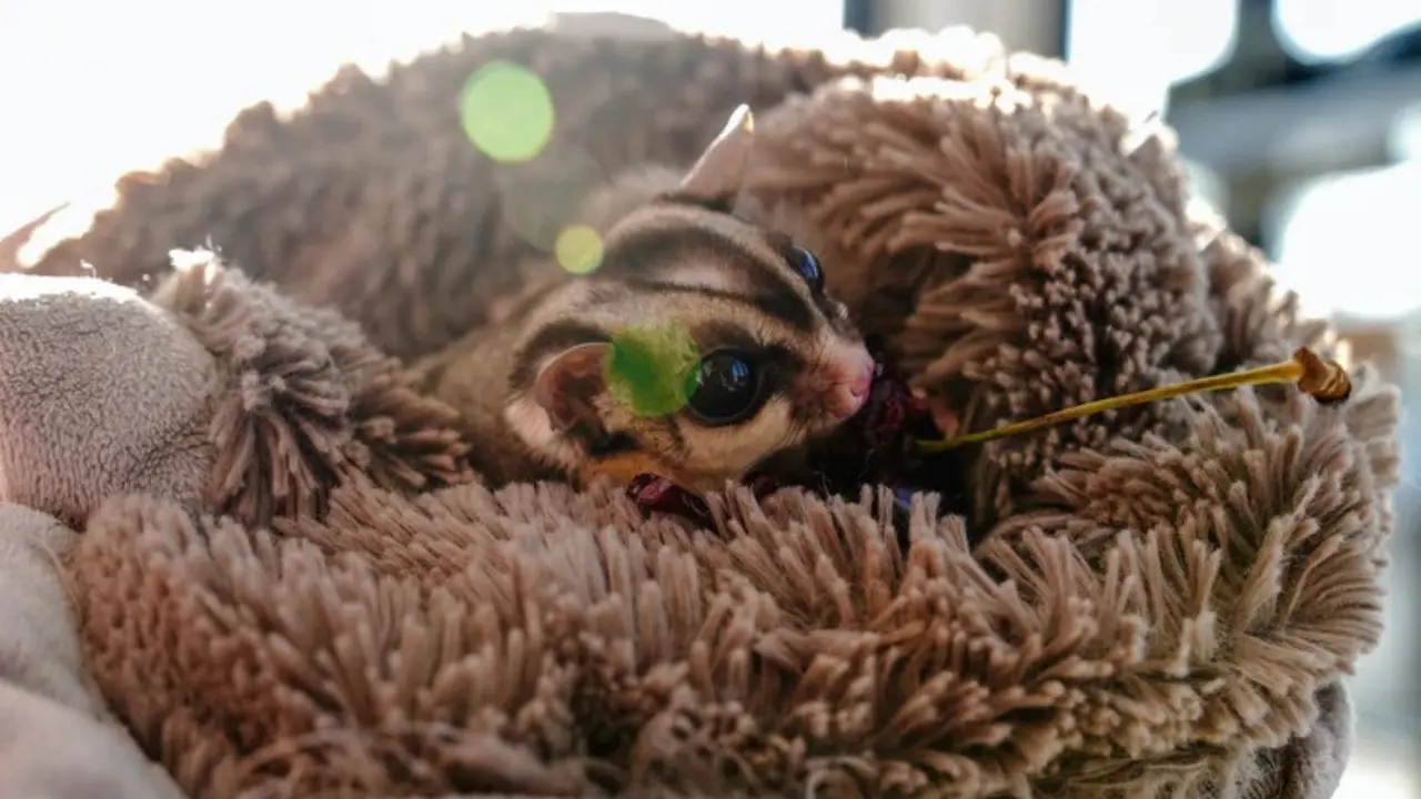 Ilustrasi gambar sugar glider lucu