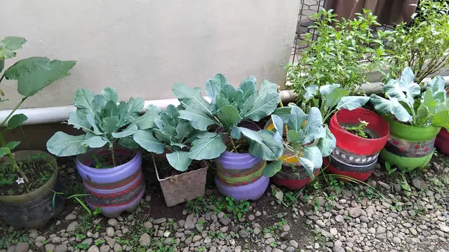 6 Tips Menyemai Sayur agar Panen Tidak Putus, Ala Kelompok Wanita Tani