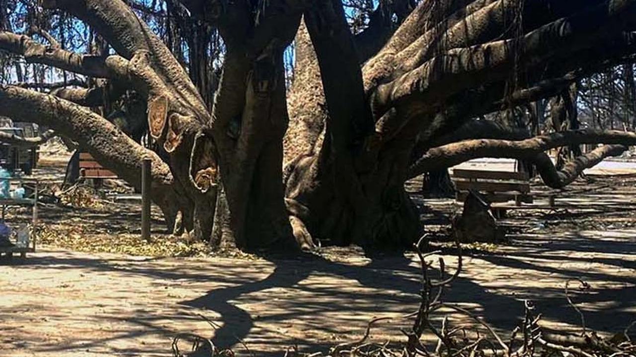 FOTO: Pohon Beringin Ratusan Tahun Hangus Dilalap Kebakaran Hutan di Hawaii, tapi Masih Berdiri Kokoh