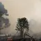 Kebakaran Hutan Kalimantan Meluas, DPR: Perlu Langkah Extraordinary
