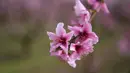 Pemandangan bunga pohon persik (Prunus persica) yang bermekaran di Aitona, Catalunya, Spanyol (5/3/2021). Dibandingkan dengan bunga plum dan bunga sakura,warna kelopak bunga persik adalah pink terang. (AFP/Pau Barrena)