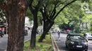 Pemangkasan hingga penebangan terhadap sejumlah pohon tua di Jakarta menjadi salah satu bagian pemeliharaan dan perawatan pohon. (Liputan6.com/Angga Yuniar)