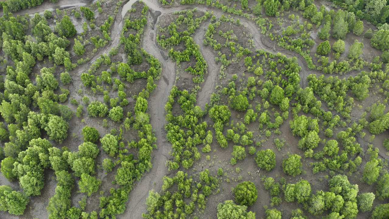 Pendekatan dengan Ecological Mangrove Rehabilitation (EMR).