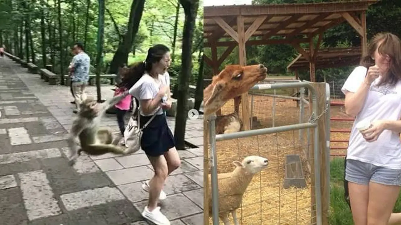 7 Momen Apes Liburan ke Kebun Binatang Ini Bikin Tepuk Jidat