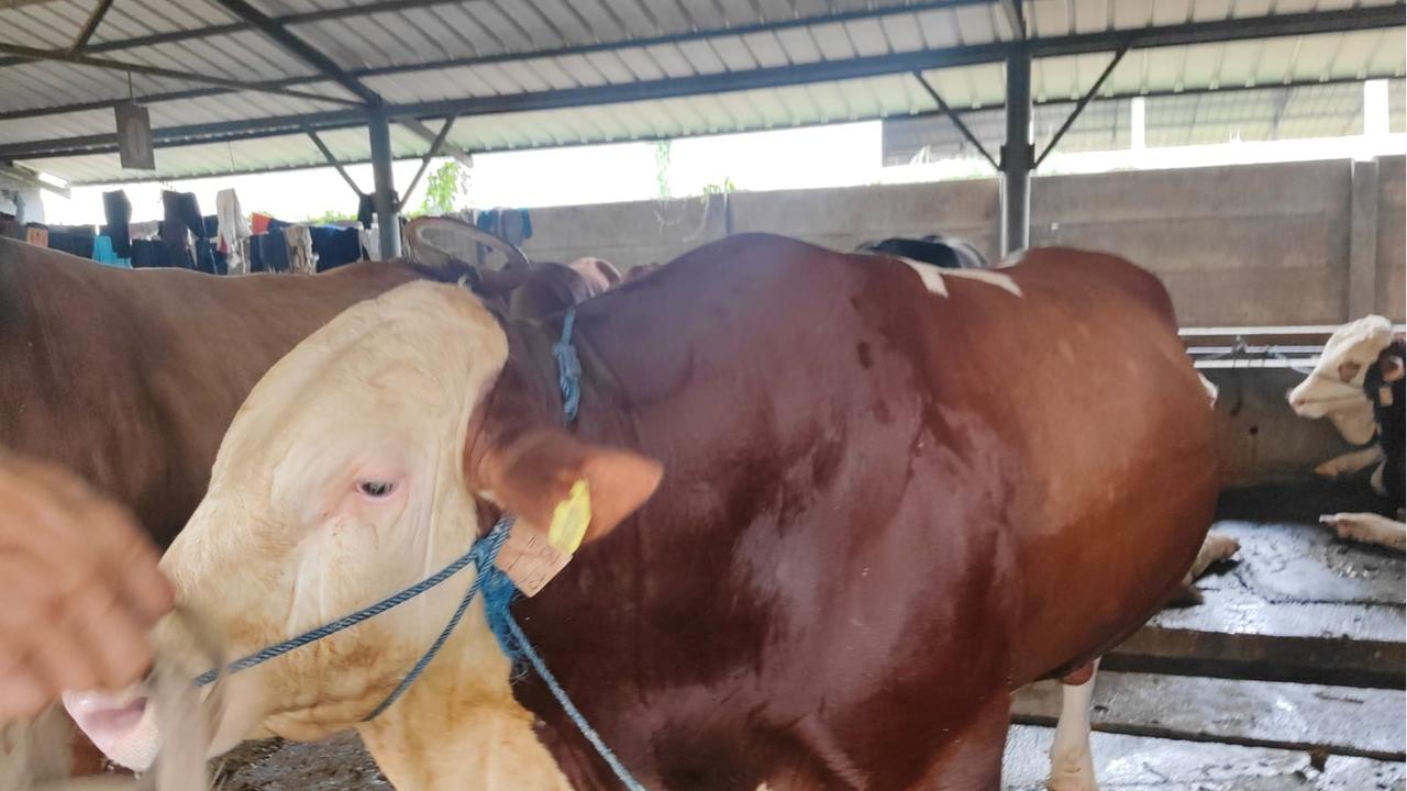 sapi presiden prabowo di bekasi