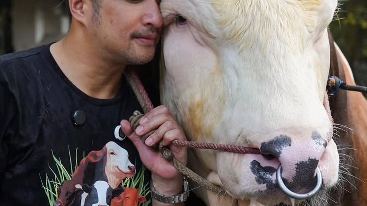 6 Sapi Kurban Irfan Hakim, Selain Janoko Siapa yang Bikin Kamu Nangis Brutal?