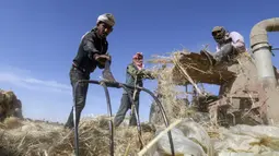 Petani mengambil bagian dalam panen gandum tahunan di sebuah ladang di Rafah, Jalur Gaza, Palestina, Minggu (8/5/2022). (SAID KHATIB/AFP)