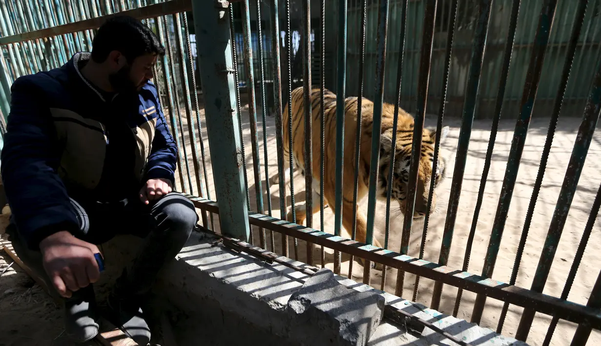 Pemilik kebun binatang di Jalur Gaza, Mohammed Oueida bersama harimau koleksinya, Palestina, Senin (7/3/2016). Selama 2014 banyak binatang yang mati akibat perang yang terjadi di kawasan tersebut. (Reuters/ Ibraheem Abu Mustafa)