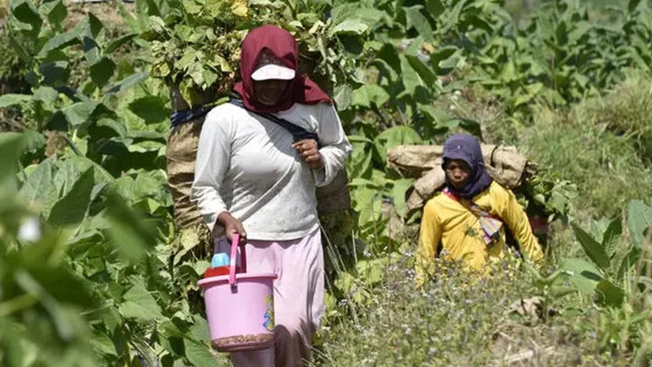 Dari PHK ke Petani Sukses: Kisah Inspiratif Sudarti yang Beli Tanah 1,5 Hektar