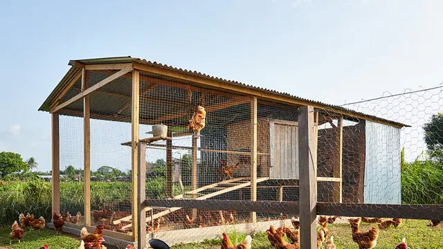 Model Kandang Ayam Semi Umbaran Biar Ayam Lebih Sehat dan Cepat Besar (AI)