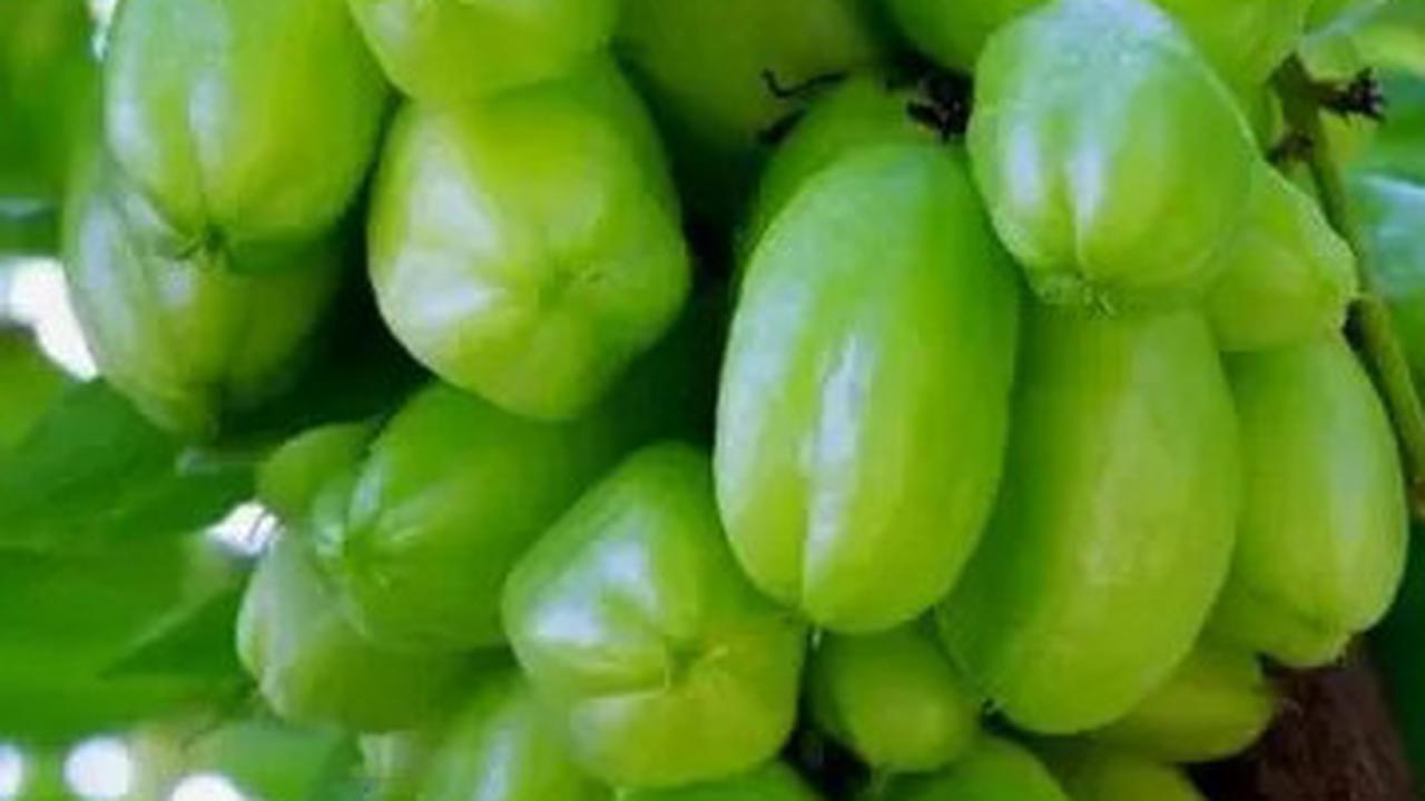 Manfaat Belimbing Wuluh, Rahasia Buah Asam Penurun Kolesterol