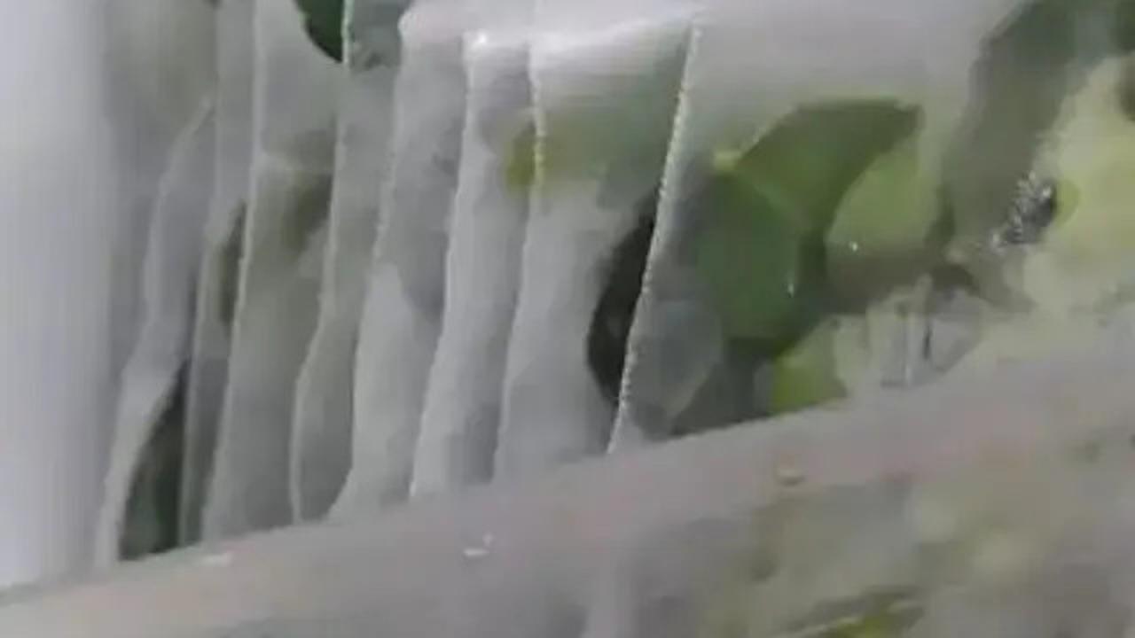 Cara Menyimpan Daun Jeruk Agar Tetap Segar dan Awet Hingga 3 Bulan