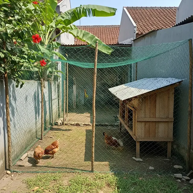 9 Desain Kandang Ayam Umbaran di Rumah