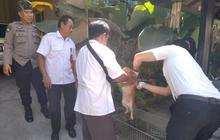 Distan Mataram Gencarkan Vaksinasi Rabies HPR, Lindungi Warga dari Ancaman Zoonosis