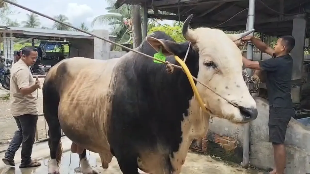 Pecah Rekor! Sapi Juara Kontes Seberat 1,2 Ton dari Binjai Dipilih Presiden Prabowo untuk Kurban Sumut