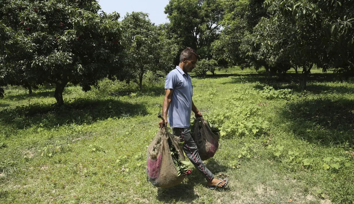 Seorang petani membawa lengkeng di sebuah kebun di pinggiran Jammu, India, Sabtu, 19 Juni 2021. Lengkeng dikenal sebagai buah yang menyejukkan di musim panas dan sangat diminati di musim panas. (AP Photo/Channi Anand)