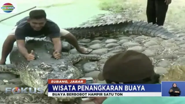 Di Subang, Jawa Barat, ada wisata alam ekstrem yang bisa berfoto dengan buaya raksasa seberat 1 ton.