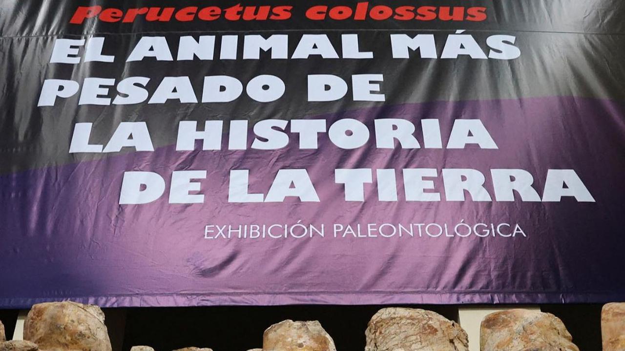 Ilmuwan Peru memamerkan fosil paus purba yang dikenal sebagai Perucetus colossus di Natural History Museum, Lima, pada 2 Agustus 2023. 

Kerangka mamalia laut yang diyakini hidup 40 juta tahun lalu tersebut ditemukan di tengah sebuah gurun pasir di bagi