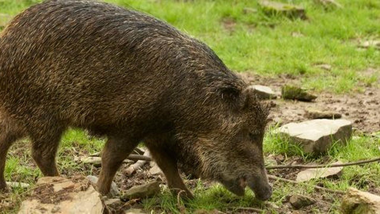 Modus Penyelundupan 2,9 Ton Daging Babi Hutan Asal Lampung tujuan Kalteng Jelang Iduladha