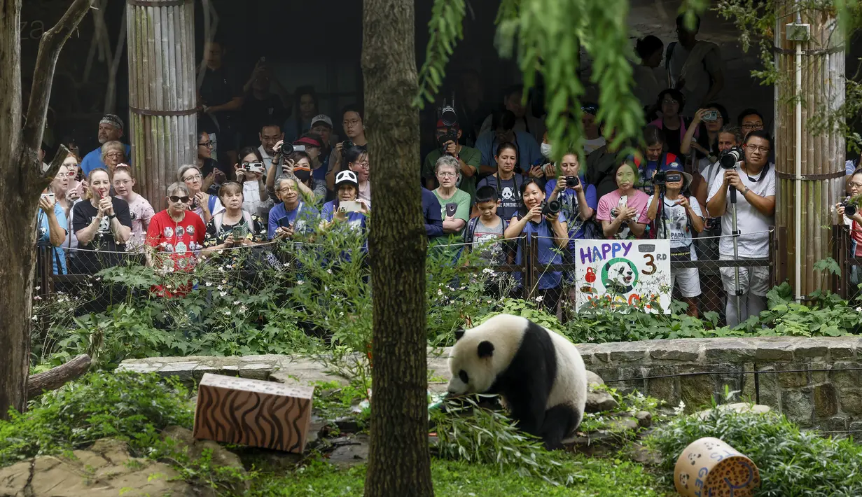 Fotografer dan turis menyaksikan panda raksasa jantan Xiao Qi Ji memakan kue es untuk ulang tahun ketiganya di Kebun Binatang Nasional Smithsonian pada 21 Agustus 2023 di Washington, DC. (AFP/Stefani Reynolds)