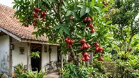 7 Pohon Buah yang Cocok untuk Halaman Rumah Menghadap Barat, Tahan Panas & Cepat Berbuah